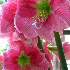 PREORDER ** Amaryllis Amalfi Bulb – Rose-Pink Sonata Blooms with Starburst Center | Blue Buddha Farm