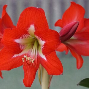 Amaryllis Bright Spark Bulb – Bold Red Sonatini Blooms for Indoor Color | Blue Buddha Farm
