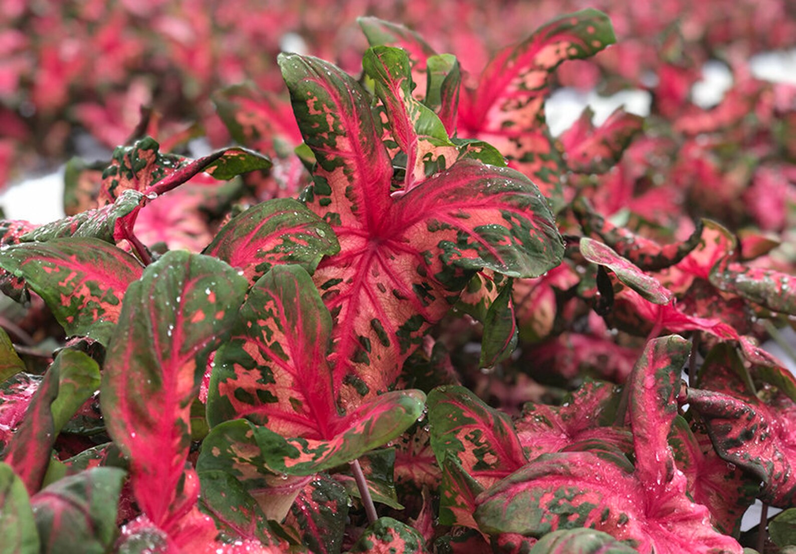 Clowning Around Caladium 2 Bulbs Easy to Grow Houseplant & - Etsy