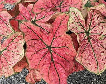 Spritzer Wein Caladium (2 Birnen) Einfach zu züchtende mehrjährige Pflanze für Innen- oder Außenbereich - Blue Buddha Farm
