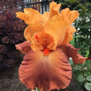 Bearded Iris &#39;Lovely Senorita&#39; Bulb - Award-Winning Flowers | Fragrant Heirloom Rhizomes |  Blue Buddha Farm