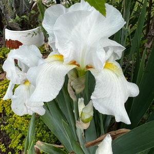 Bearded Iris 'Immortality' – Fragrant White Rebloomer | 29" Tall | Blue Buddha Farm