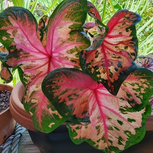 Bulbos de caladio: follaje rosa y verde único