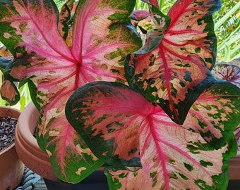 Clowning Around Caladium Bulbs – Unique Pink and Green Foliage
