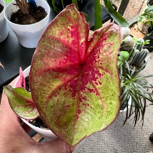 Raspberry Moon Half Raspberry Moon Caladium 2 Bulbs – Variegated Indoor/outdoor Plant - Etsy