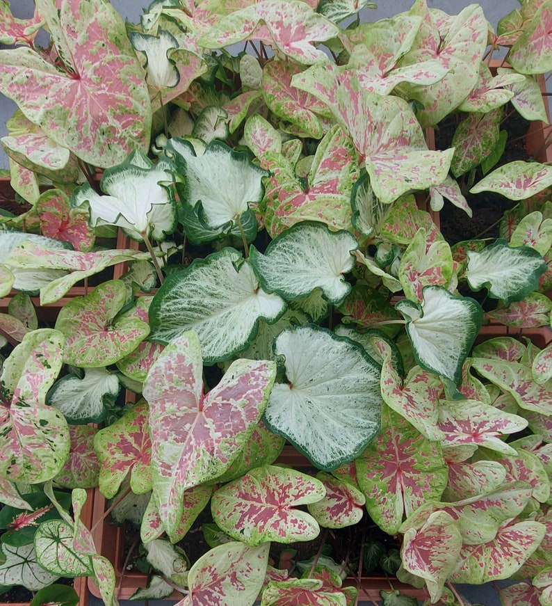 Caladium Happy 2023 Mix 20 Assorted Caladium Bulbs PREORDER Etsy Australia