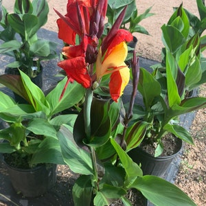 Cleopatra Canna Lily Rhizome – Orange, Yellow Blooms, Variegated Foliage image 9