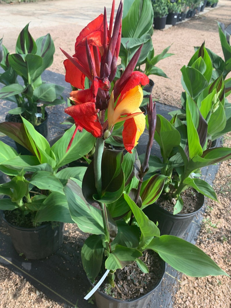 Cleopatra Canna Lily Rhizome – Orange, Yellow Blooms, Variegated Foliage image 9