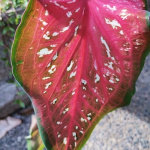 Pink Panther Caladium (2 Birnen) | Rote & Grüne Blätter mit Dunkelroten Adern | Sonne und Schatten Tolerant | Üppiges Tropenlaub I Blaue Buddha Farm