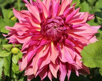Penhill Dark Monarch Dinnerplate Dahlia Tuber - Ships Spring 2026