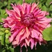 see more listings in the Dahlia section