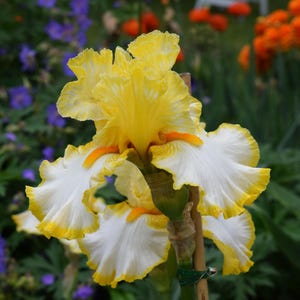 Tall Bearded Iris &#39;Sunrise Elegy&#39; –  6&quot; Yellow & White Plicata | 39&quot; Tall | Blue Buddha Farm