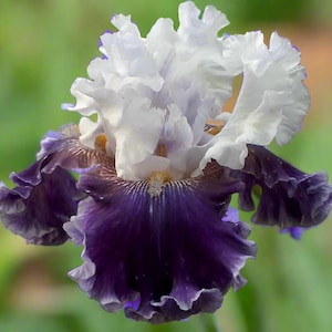 Bearded Iris &#39;Feel The Thunder&#39; Bulb – Light Blue & Purple Neglecta | 43&quot; Tall | Blue Buddha Farm