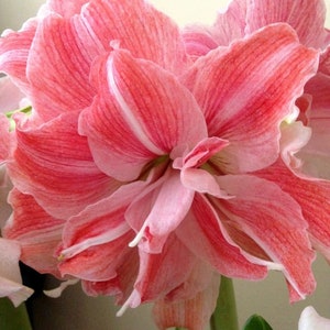 PREORDER ** Amaryllis First Love Bulb – Soft Pink & White Symphony Blooms for Winter Romance | Blue Buddha Farm