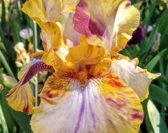 Toucan Tango Bearded Iris Rhizome – Cream Violet Mustard | Fragrant | Blue Buddha Farm