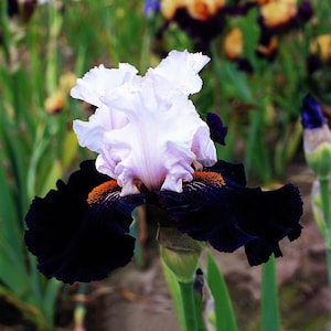 Tall Bearded Iris &#39;Starring&#39; –  Striking Black & White Amoena | 33&quot; Tall | Blue Buddha Farm