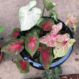 Caladium Variety Mix zufällige Mischung von Zwiebeln Einfach zu züchtende mehrjährige Pflanze im Innen oder Außenbereich Blue Buddha Farm Bild 3