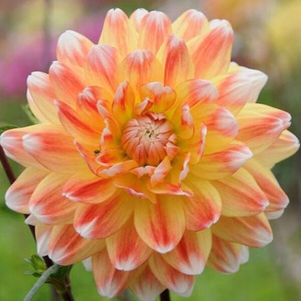 Peaches and Cream Dinnerplate Dahlia - Easy to Grow Indoor or Outdoor Perennial Plant - Blue Buddha Farm