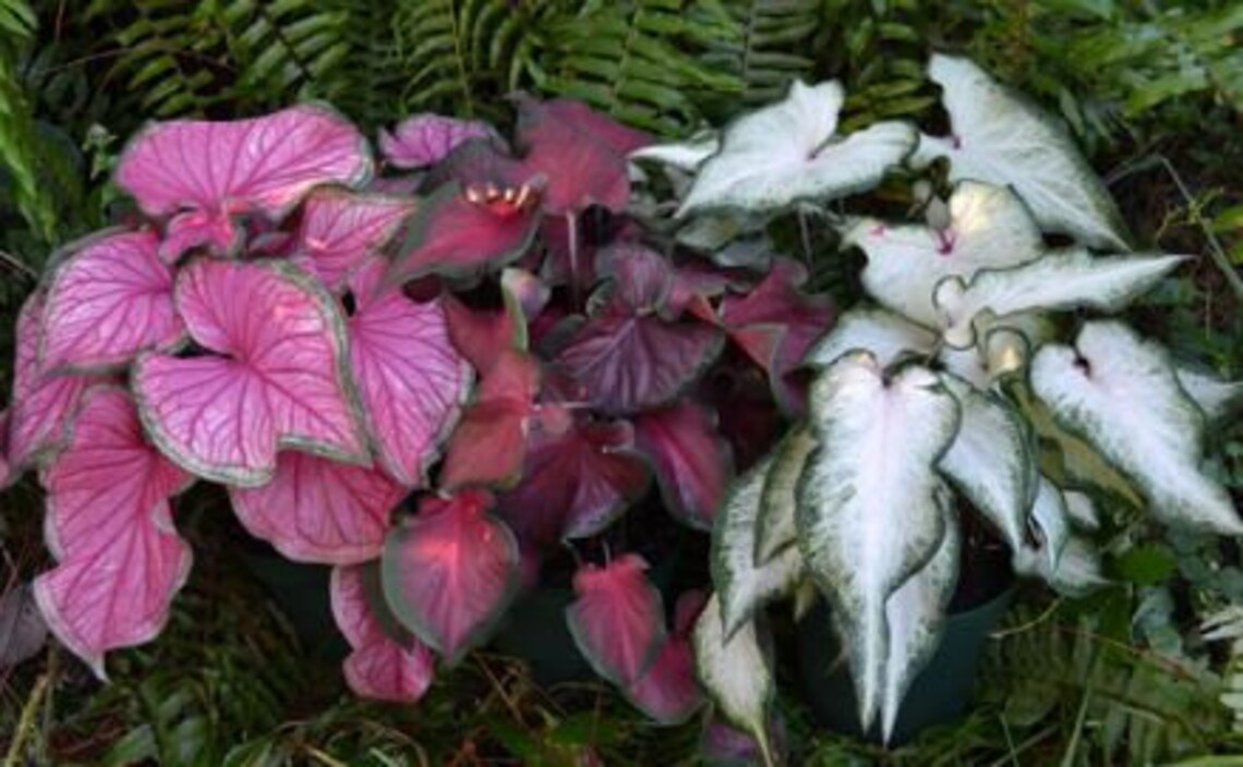 Strap Leaf Caladium Mix mixed Strap Leaf Varieties 5 Bulbs Etsy