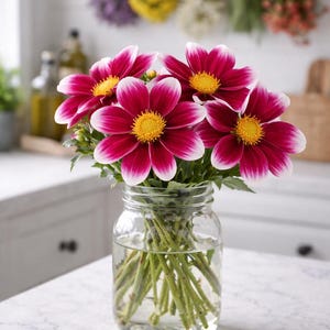 May include: A glass jar filled with water and a bouquet of dahlias. The flowers have magenta petals with white tips and yellow centers. The jar is on a white surface, with a blurred kitchen in the background.