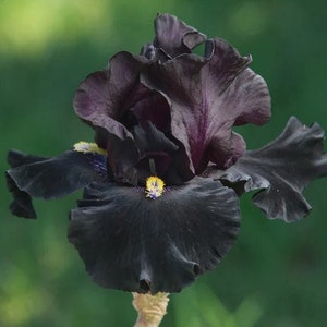 Señor Jinx Bearded Iris Bulb – Tall Black Iris with Yellow Beards image 1