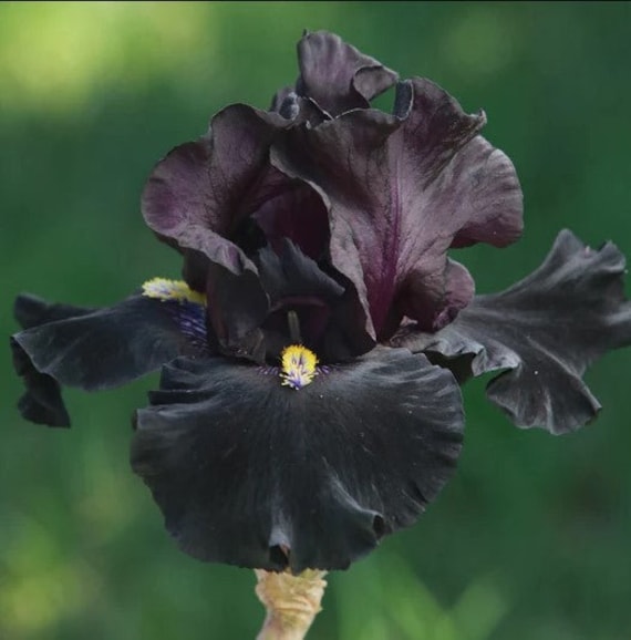 Señor Jinx Bearded Iris Bulb – Tall Black Iris with Yellow Beards