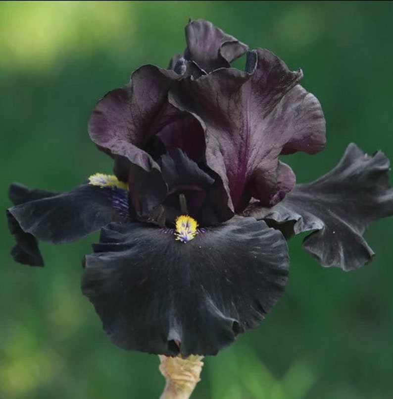 Señor Jinx Bearded Iris Bulb – Tall Black Iris with Yellow Beards image 1