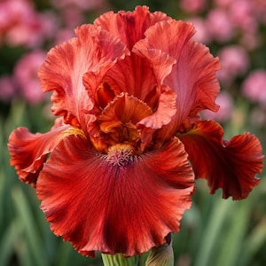 May include: A vibrant, deep rust-colored iris flower featuring ruffled, wavy petals with a complex texture. The center of the bloom displays a bright orange-yellow beard, while the overall coloration transitions from dark red to burnt orange tones.