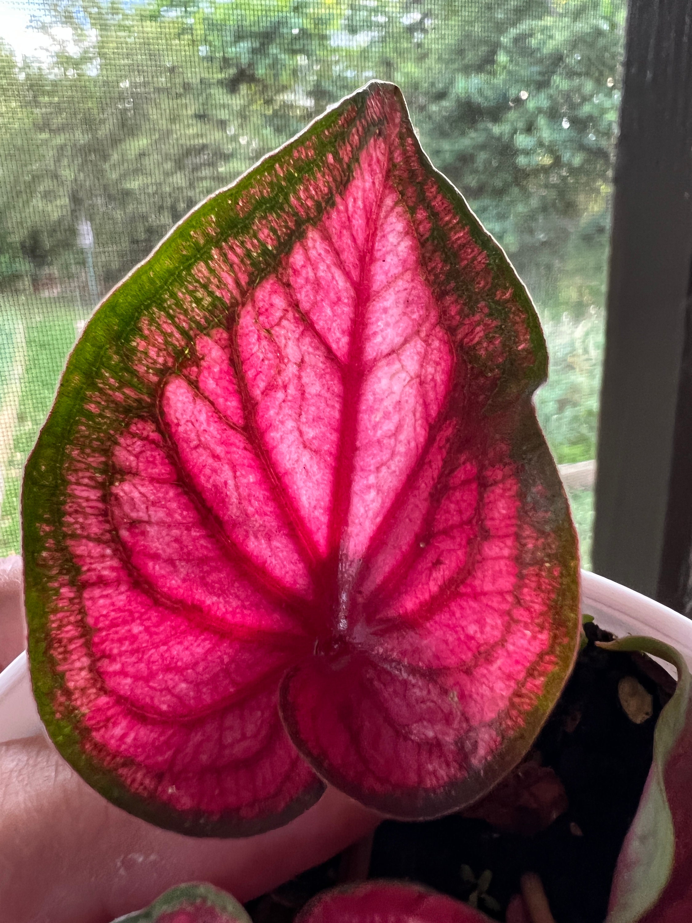 Sizzle Caladium 2 Bulbs Easy to Grow Houseplant & Outdoor Etsy Canada