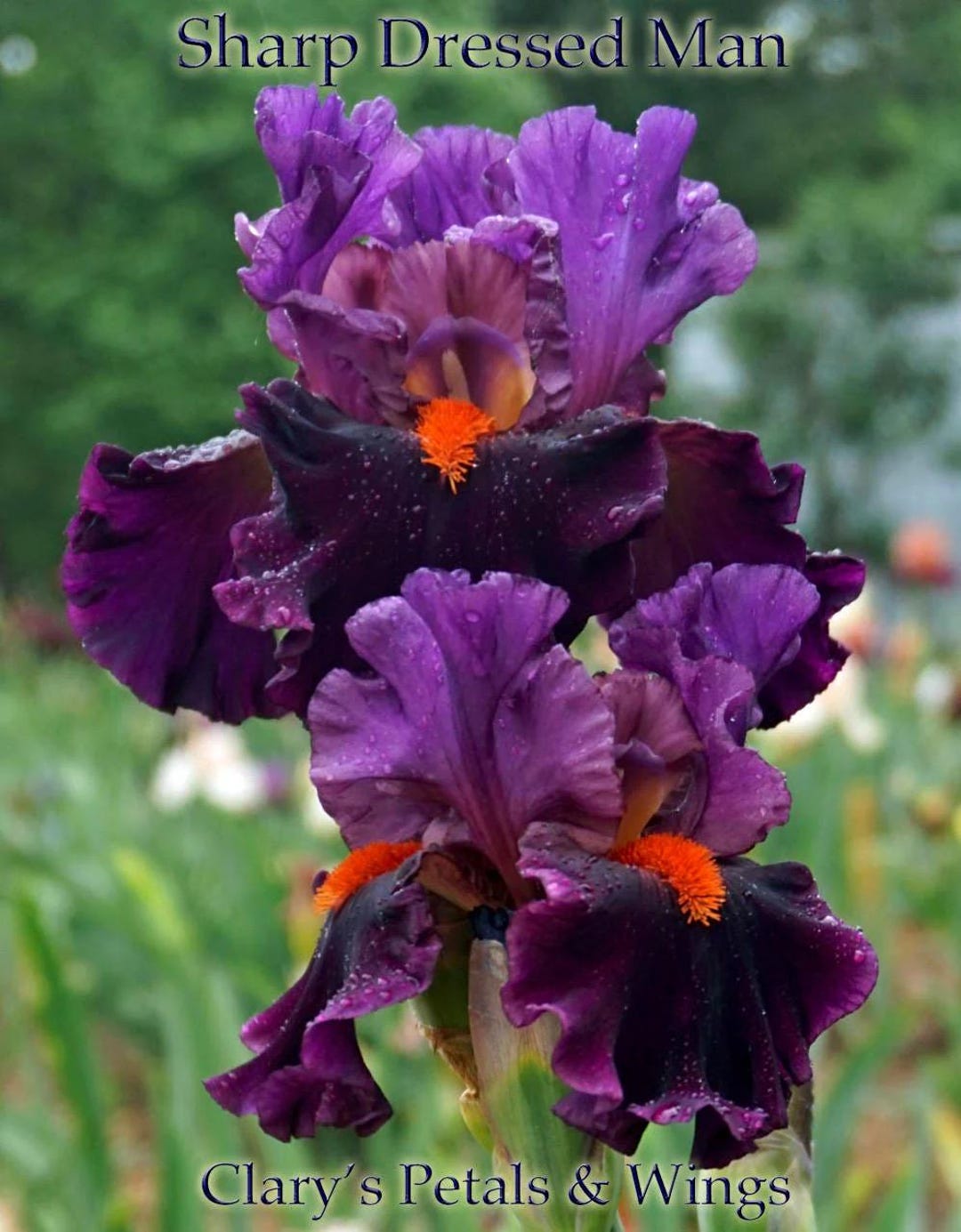 Sharp Dressed Man Bearded Iris Rhizome Tall Bearded Purple &