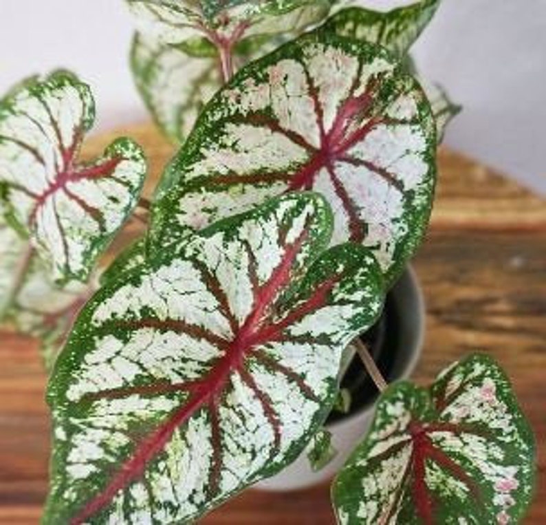 Caladium Tapestry Bulbs 2 per order | Etsy