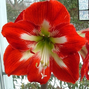 Amaryllis Cocktail Bulb - Great Holiday Christmas Gift | Blue Buddha Farm