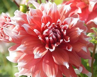 Frost Nip Dinnerplate Dahlia - Easy to Grow Indoor or Outdoor Perennial Plant - Blue Buddha Farm