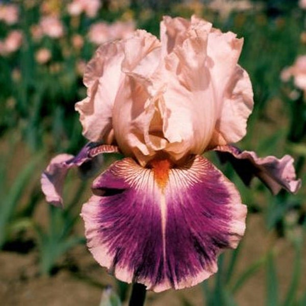 Blue Buddha Farm Etsy