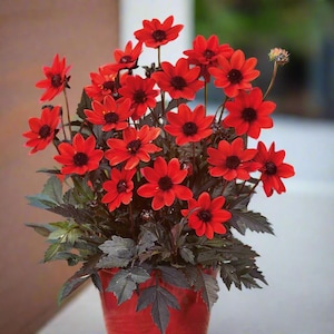 Pulp Fiction Dahlia – A Dramatic Duo of Fiery Red Blooms & Dark Purple-Red Foliage I Blue Buddha Farm *PREORDER 2026