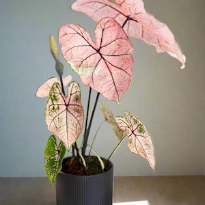 Spring Fling Caladium (2 Zwiebeln) - Atemberaubendes Pink & Burgunder Laub I Blaue Buddha Farm