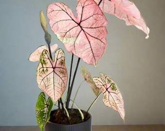 Huperzia Species Hang Hong/ Rare - Etsy
