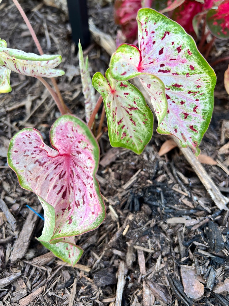 Day Dreamer Caladium 2 Bulbs PREORDER Blue Buddha Farm Etsy Canada