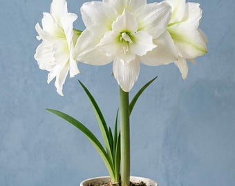 Puede incluir: Una planta de amarilis en maceta con tres grandes flores blancas en forma de trompeta con centros de color verde suave. La planta tiene un tallo verde grueso y liso y hojas verdes largas y delgadas, contenidas en una maceta de cerámica blanca mate.