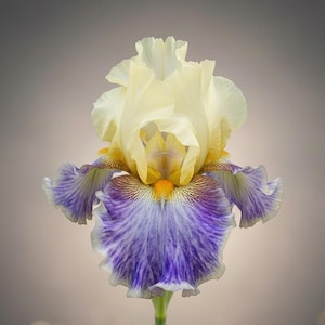 Rhizome Cowboy Tall Bearded Iris Rhizome | Reblooming Bearded Iris I Blue Buddha Farm