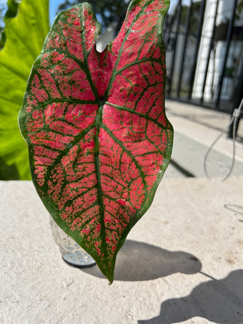 Caladium festivia 2 bulbs easy to grow houseplant etsy