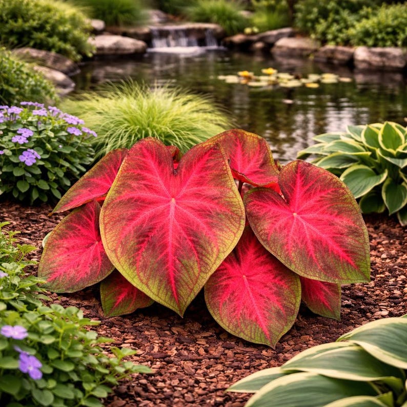 Rio Summer Caladium Bulbs (2) | Tropical Foliage Plant - Etsy