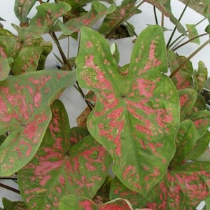 Florida Roselight Caladium (2 Birnen) - Einfach zu wachsen Indoor oder Outdoor mehrjährige Pflanze - Blue Buddha Farm