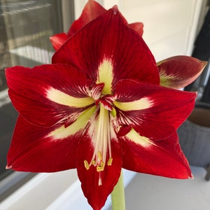 PREORDER ** Amaryllis Barbados JUMBO Bulb – Red & White Dutch Favorite for Holiday Color | Blue Buddha Farm