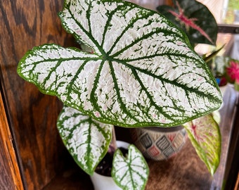 White Christmas Caladium (5 bombillas) - Planta perenne fácil de cultivar en interiores o exteriores - Blue Buddha Farm