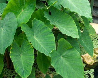 Bulbo de oreja de elefante (tamaño 5/7) - Colocasia esculenta - Taro - Planta de estanque tropical