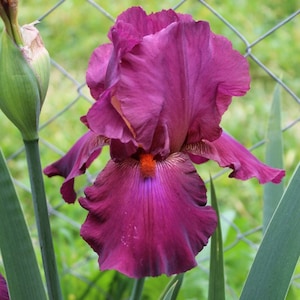 Bearded Iris &#39;Lady Friend&#39; Bulb  – Gorgeous Garnet-Rose Blooms | 36&quot; Tall | Blue Buddha Farm