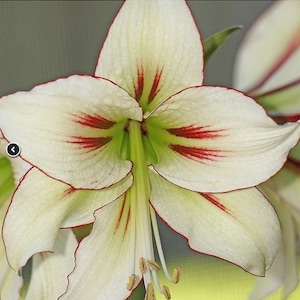 PREORDER ** Amaryllis Dragonfly Bulb – Ruffled Pastel Pink & Peach Blooms | Blue Buddha Farm