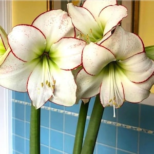 Amaryllis Picasso-Glühbirne - Duftende Weiß & Rote peruanische Vielfalt | Blauer Buddha auf dem Bauernhof