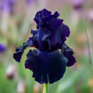 Bearded Iris &#39;Ozark Rebounder&#39; Bulb – Dark Purple Reblooming Iris | 34&quot; Tall | Blue Buddha Farm